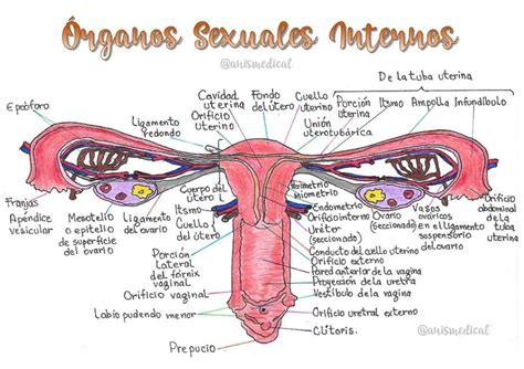 chocho carnosos|Anatomía reproductiva femenina .